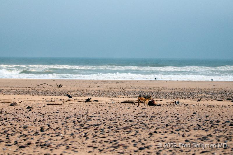 20090605_154539 D300 X1.jpg - I missed the Jackal actually striking the seal  on the beach but a brief time  later he carried the seal  several feet (all the seals scattered)  and is beginning to feed